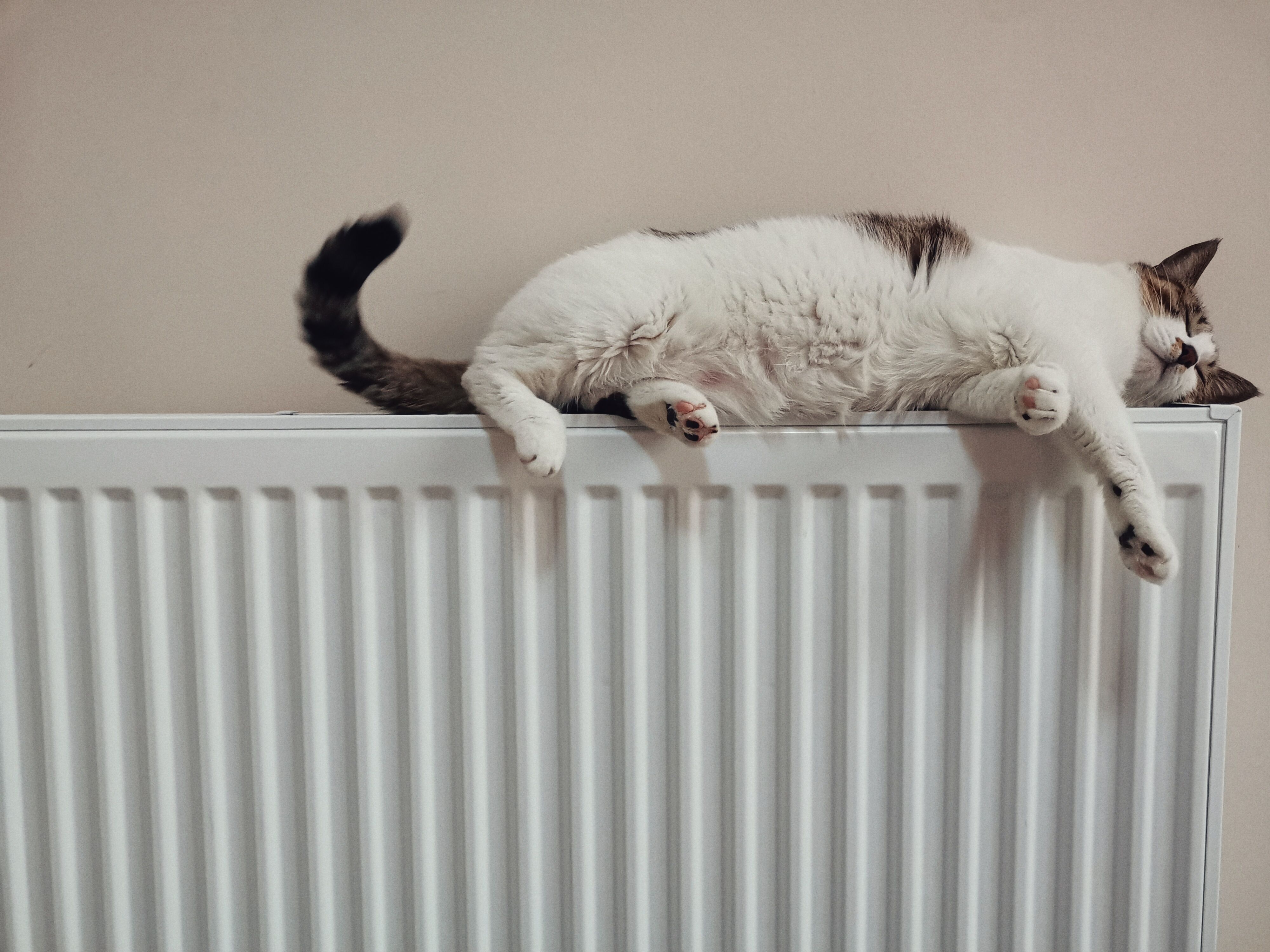 cat resting on a warm radiator with central heating on