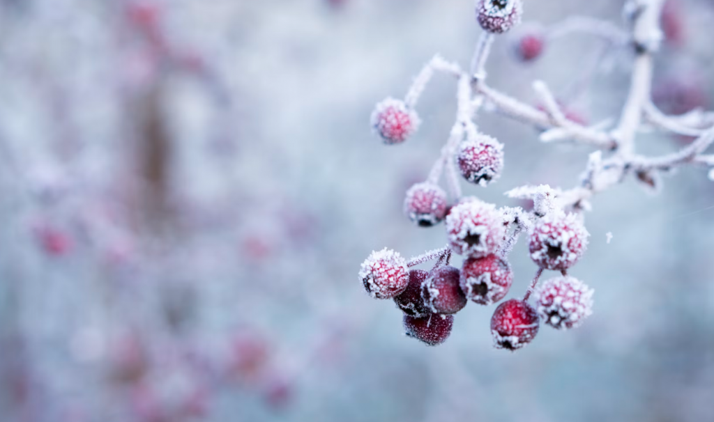 frozen berries